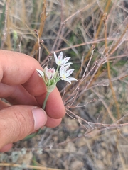 Allium rhizomatum (Allium rhizomatum)
