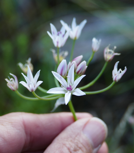 Allium rhizomatum (Allium rhizomatum)