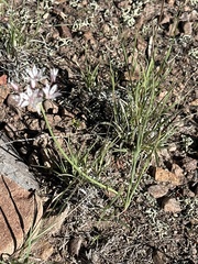 Allium rhizomatum (Allium rhizomatum)