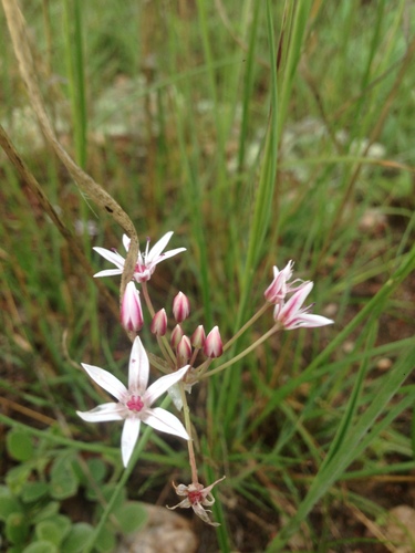 Allium rhizomatum (Allium rhizomatum)