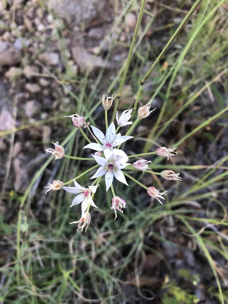Allium rhizomatum (Allium rhizomatum)
