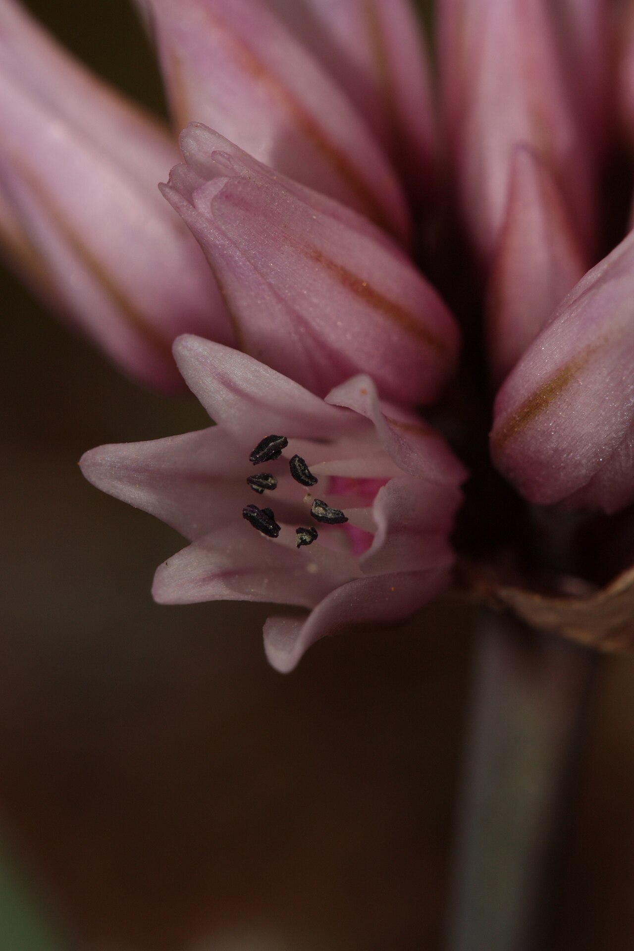 Robinson's onion: Robinson's Onion