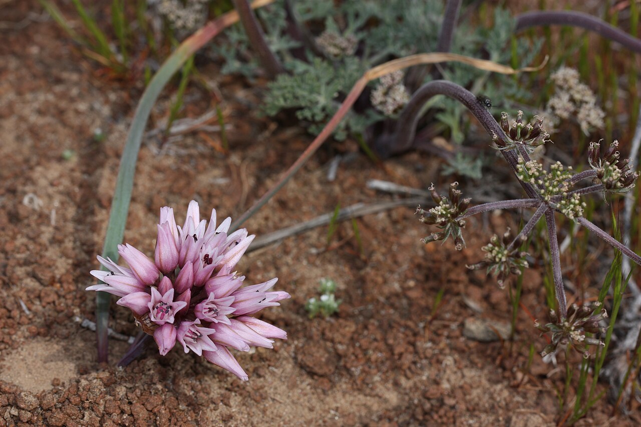 Robinson's onion: Robinson's Onion