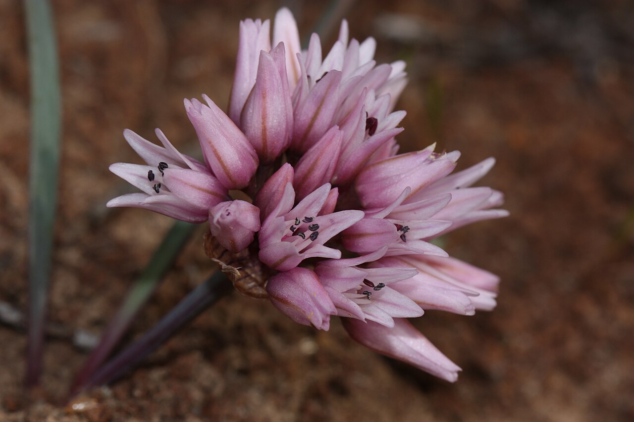 Robinson's onion: Robinson's Onion