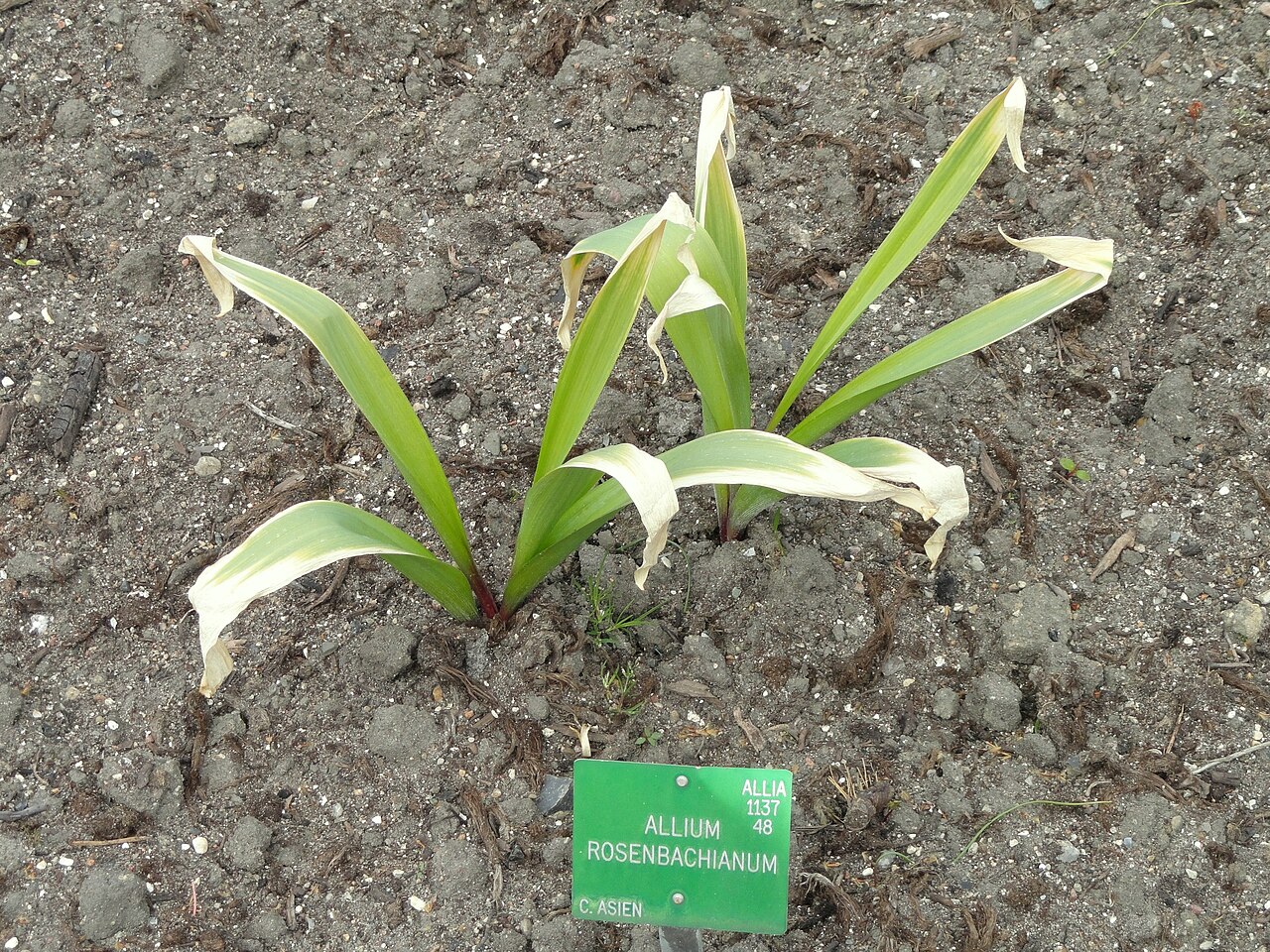 Allium rosenbachianum: Botanical specimen in the University of Copenhagen Botanical Garden, Copenhagen, Denmark.