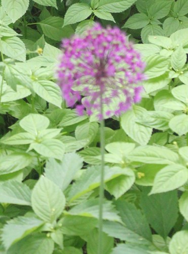 Allium rosenorum (Allium rosenorum)
