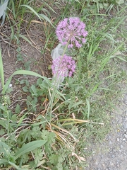 Allium rosenorum (Allium rosenorum)