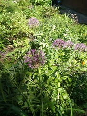 Allium rosenorum (Allium rosenorum)