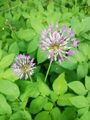 Allium rosenorum (Allium rosenorum)