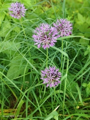 Allium rosenorum (Allium rosenorum)