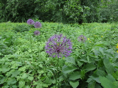 Allium rosenorum (Allium rosenorum)
