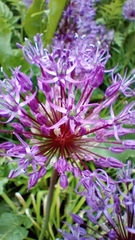 Allium rosenorum (Allium rosenorum)