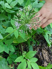 Allium rosenorum (Allium rosenorum)