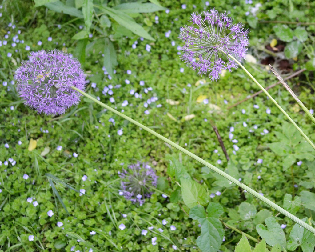 Allium rosenorum (Allium rosenorum)