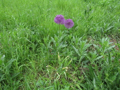 Allium rosenorum (Allium rosenorum)