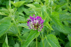 Allium rosenorum (Allium rosenorum)