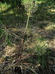 Allium rosenorum (Allium rosenorum)