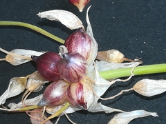 Rosy garlic (Allium roseum)