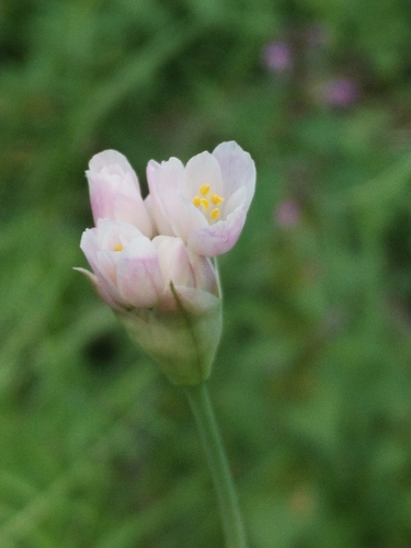 Rosy garlic (Allium roseum)