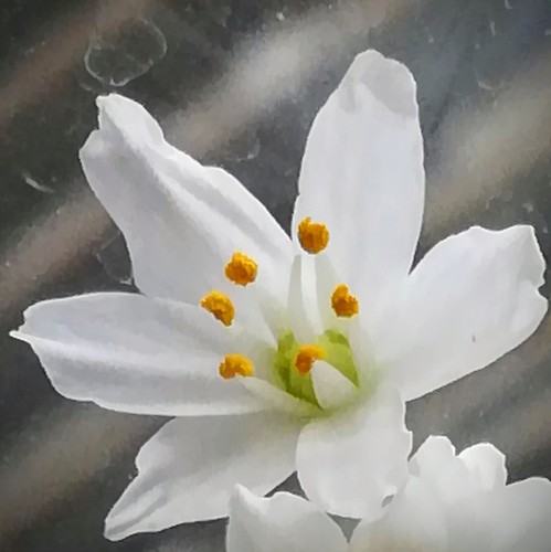 Rosy garlic (Allium roseum)