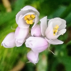 Rosy garlic (Allium roseum)