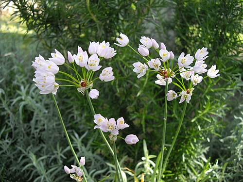 Rosy garlic: Allium roseum