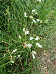 Rosy garlic (Allium roseum)