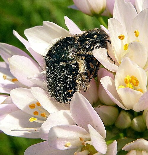 Rosy garlic: Accoppiamento di oxythyrea funesta
