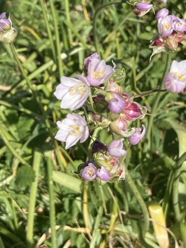 Rosy garlic (Allium roseum)