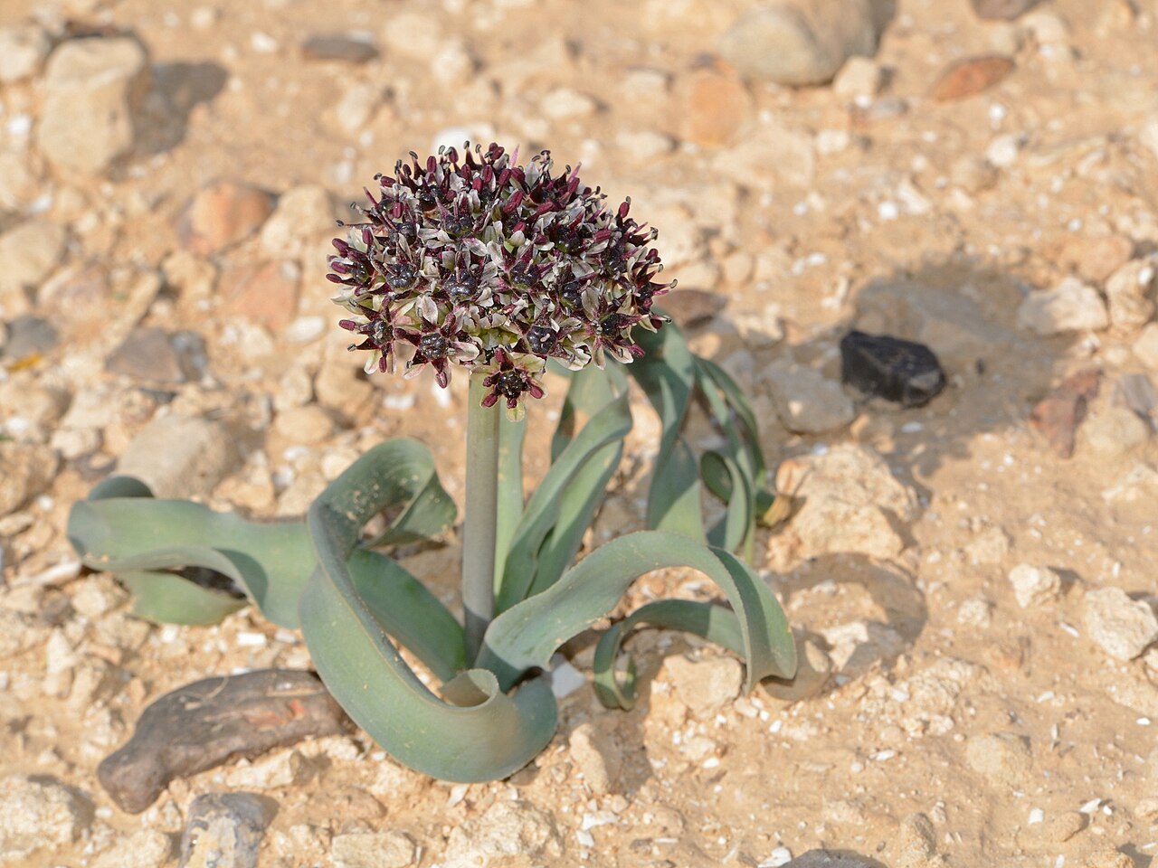 Allium rothii: Allium rothii Zucc., Arad, Israel, March 26, 2012.