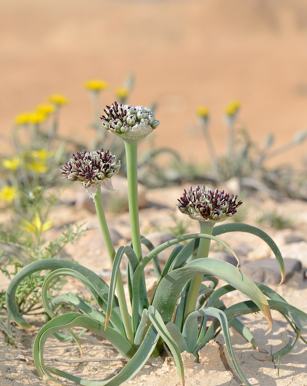 Allium rothii: Allium rothii Zucc., Arad, Israel, March 26, 2012.