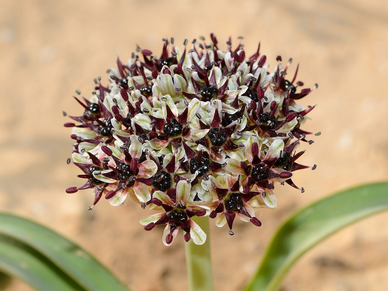 Allium rothii: Allium rothii Zucc. , Arad, Israel, March 26, 2012.