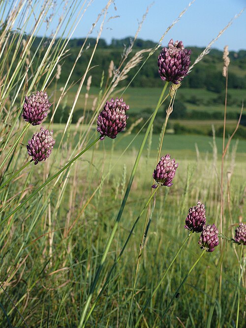 Allium rotundum: Allium rotundum , Hohenlohe, Deutschland