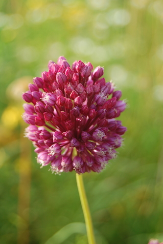Allium rotundum (Allium rotundum)