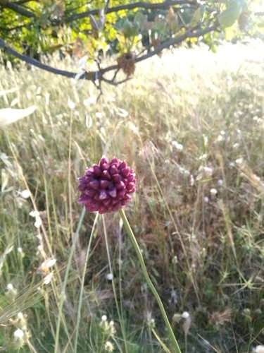 Allium rotundum (Allium rotundum)