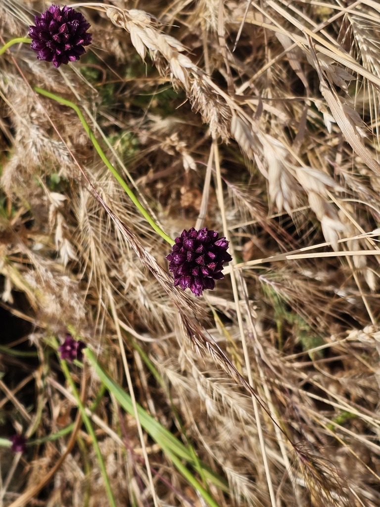 Allium rotundum (Allium rotundum)