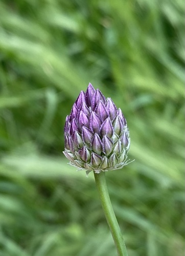Allium rotundum (Allium rotundum)