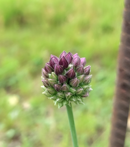 Allium rotundum (Allium rotundum)