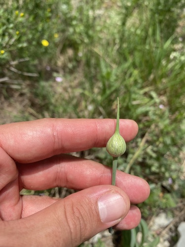 Allium rotundum (Allium rotundum)