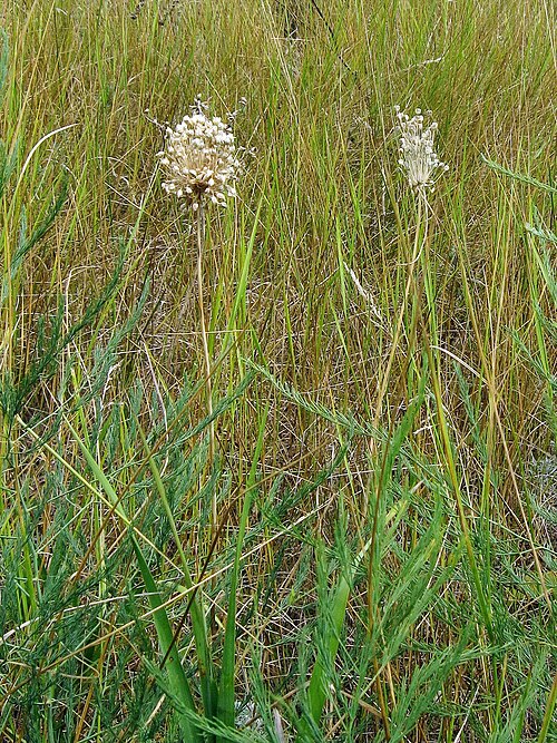 Allium rotundum: Цибуля кримська (Allium flavum subsp. tauricum). Україна. Запорізька область. Запорізьке Правобережжя. Дніпровський район м.Запоріжжя. Балка на схід від Хортиць