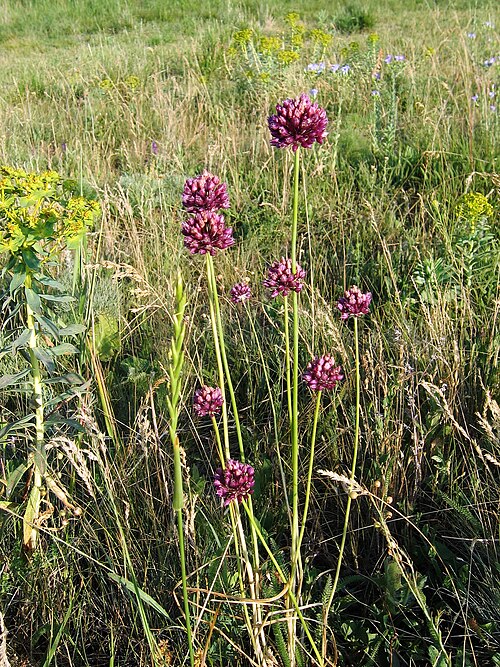 Allium rotundum: Цибуля кругла (Allium rotundum). Україна. Запорізька область. Запорізьке Правобережжя. Долина р.Томаківка, околиці Ручаївського кар'єру. Петрофітний лучний степ
