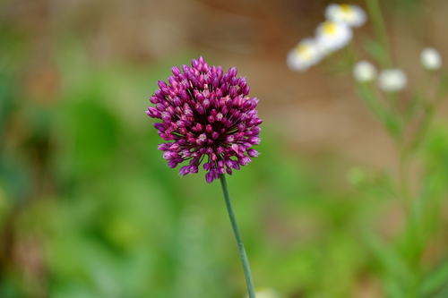 Allium rotundum (Allium rotundum)