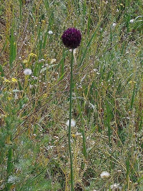 Allium rotundum: Цибуля кругла (Allium rotundum). Україна. Запорізька область. Острів Хортиця. Національний заповідник «Хортиця», північно-західна частина в районі Арочного мост
