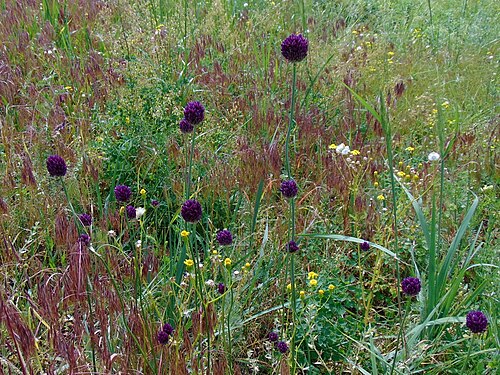 Allium rotundum: Цибуля кругла (Allium rotundum). Україна. Запорізька область. Острів Хортиця. Національний заповідник «Хортиця», північно-західна частина в районі Арочного мост