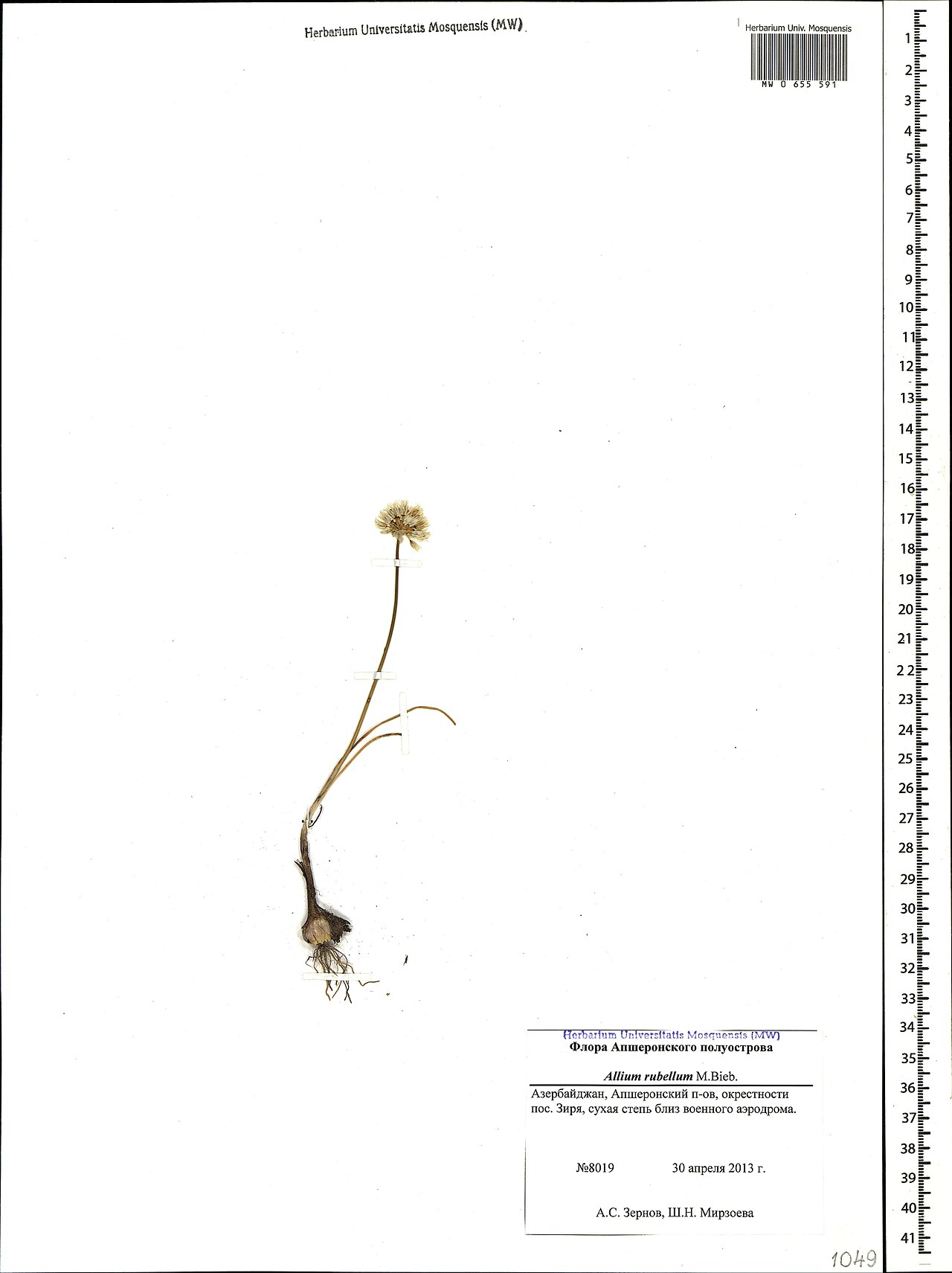 Allium rubellum: Allium syntamanthum — Herbarium specimen from Азербайджан, Апшеронский п-ов, окрестности пос. Зиря, сухая степь близ военного аэродрома, Azerbaijan. Collected b