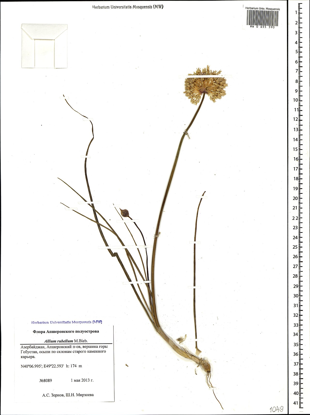 Allium rubellum: Allium syntamanthum — Herbarium specimen from Азербайджан, Апшеронский п-ов, вершина горы Гобустан, осыпи по склонам старого каменного карьера, Azerbaijan. Coll