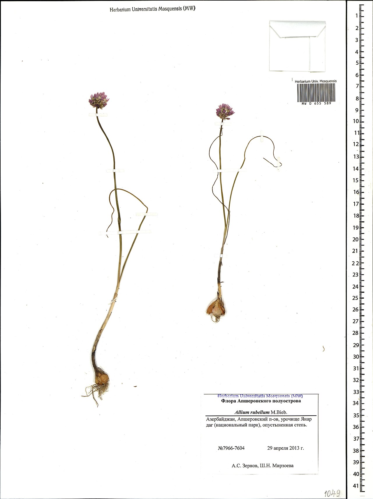 Allium rubellum: Allium syntamanthum — Herbarium specimen from Азербайджан, Апшеронский п-ов, урочище Янар даг (национальный парк), опустыненная степь, Azerbaijan. Collected by