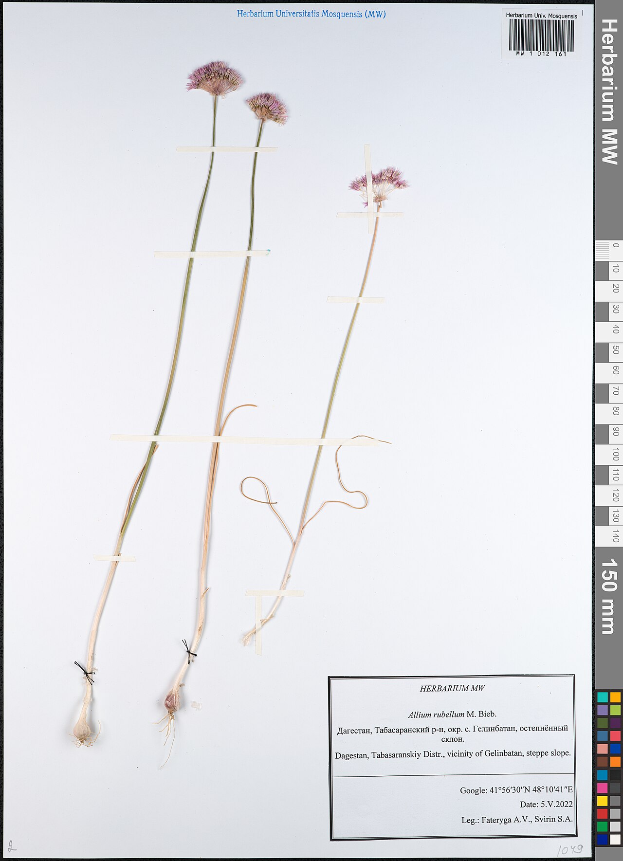 Allium rubellum: Allium syntamanthum — Herbarium specimen from Dagestan, Russian Federation. Collected by Fateryga A.V. (2022-05-05). Recorded in GBIF occurrence 4008153585 .