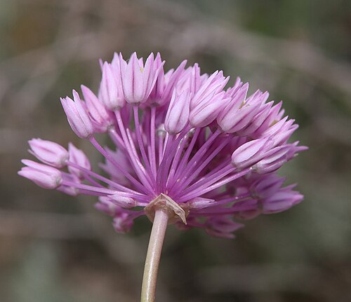 Allium rubellum: Верхушка побега Allium rubellum с соцветием. Дагестан, Табасаранский р-н, окр. с. Гелинбатан, остепнённый склон. 5 мая 2022