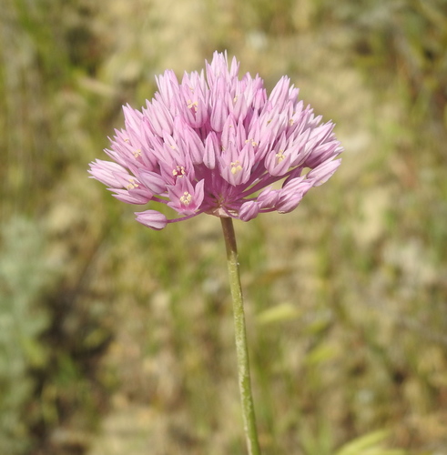 Allium rubellum (Allium rubellum)